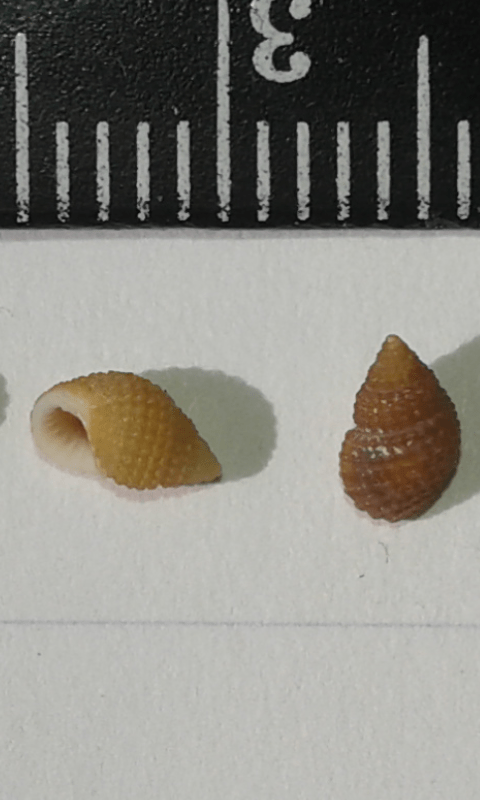 Rissoidae : Alvania cimex?